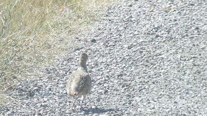 Grey Partridge