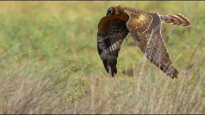 Montagu`s Harrier