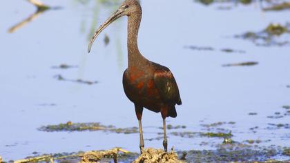 Çeltikçi
