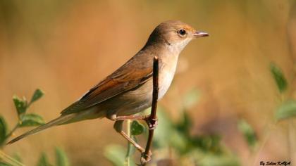 Common Whitethroat