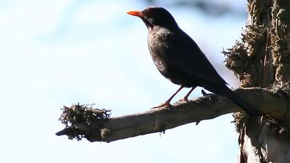 Karatavuk
