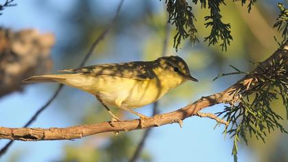 Willow Warbler