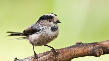 Long-tailed Tit
