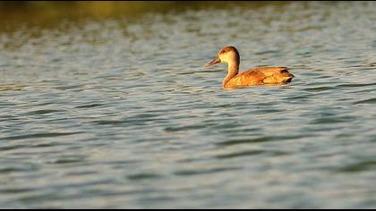 Red-crested Pochard