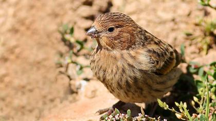 Red-fronted Serin