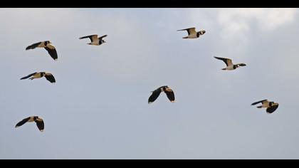 Northern Lapwing