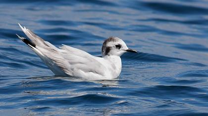Little Gull