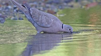 Kumru