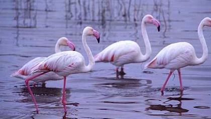 Flamingo