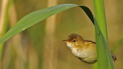 Saz kamışçını