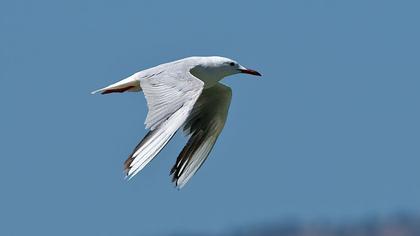 Slender-billed Gull