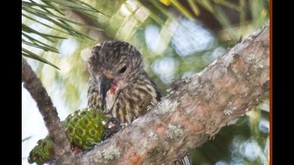 Red Crossbill