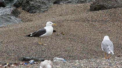 Lesser Black-backed Gull