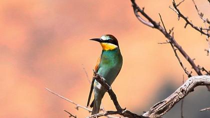 European Bee-eater