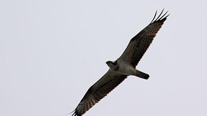 Balık kartalı
