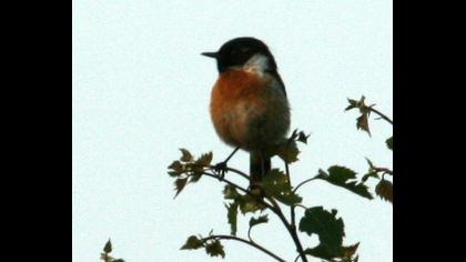 European Stonechat