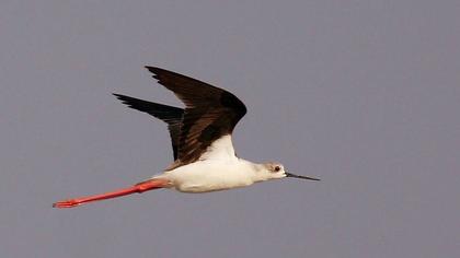 Black-winged Stilt