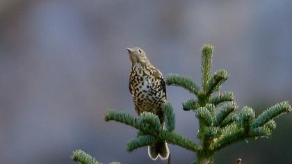 Mistle Thrush