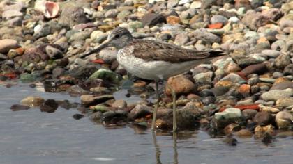 Common Greenshank