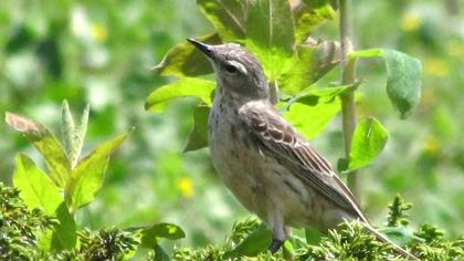 Water Pipit