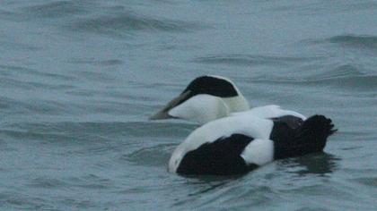 Common Eider