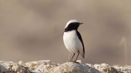 Finsch`s Wheatear