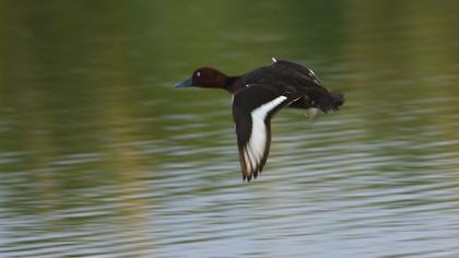 Ferruginous Duck