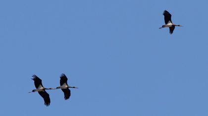 Black Stork