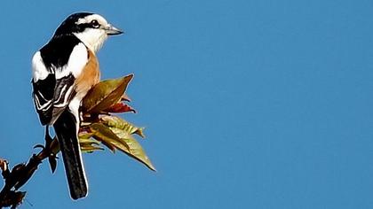 Masked Shrike