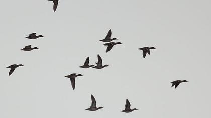 Çamurcun