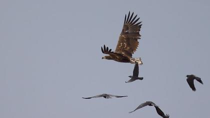 Akkuyruklu kartal