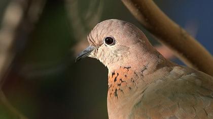 Laughing Dove