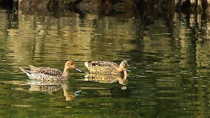 Kılkuyruk