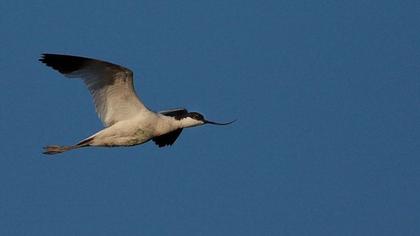 Pied Avocet