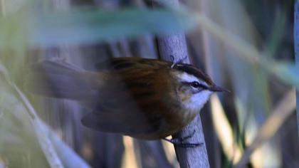 Moustached Warbler