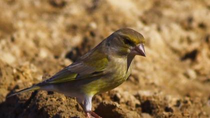 European Greenfinch