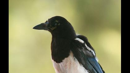 Saksağan
