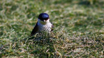 Common House Martin