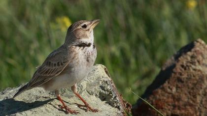 Calandra Lark