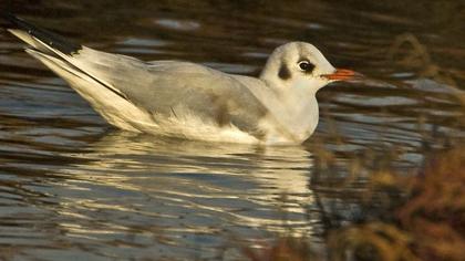 Black-headed Gull