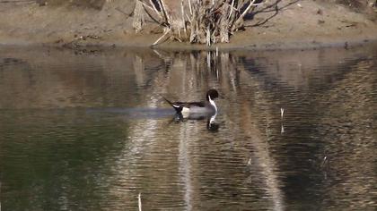 Northern Pintail