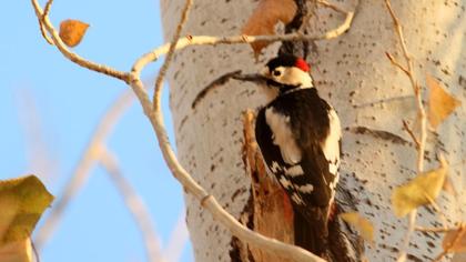 Syrian Woodpecker