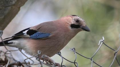 Eurasian Jay