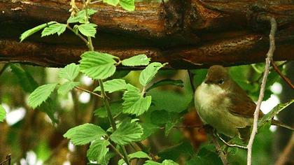 Common Whitethroat