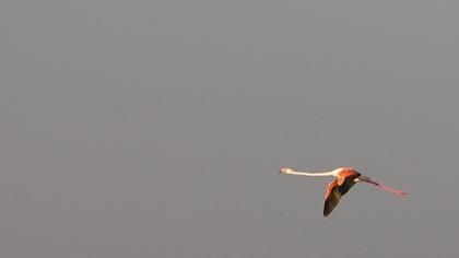 Flamingo
