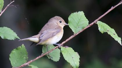 Red-breasted Flycatcher