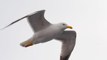 Yellow-legged Gull