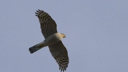 Eurasian Sparrowhawk