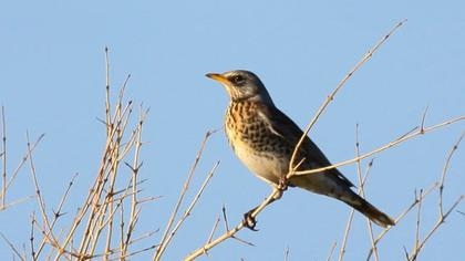 Fieldfare