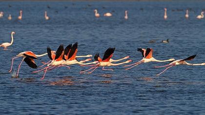 Flamingo